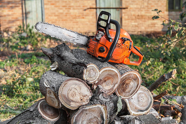 Large Tree Removal in Guerneville, CA